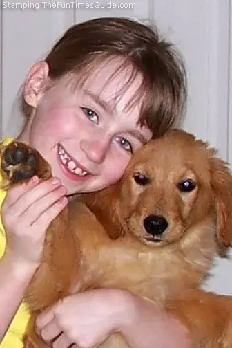 golden retriever dog. Molly is a Golden Retriever,