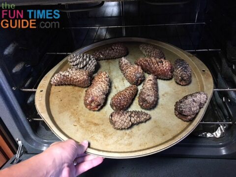 You need to bake the pine cones first to kill any small insects inside.
