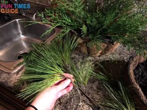 I cut Pine tree branches down to bunches with a stem.