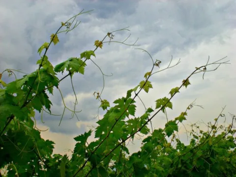 This is what wild grapevines look like when they're growing in the summertime. 